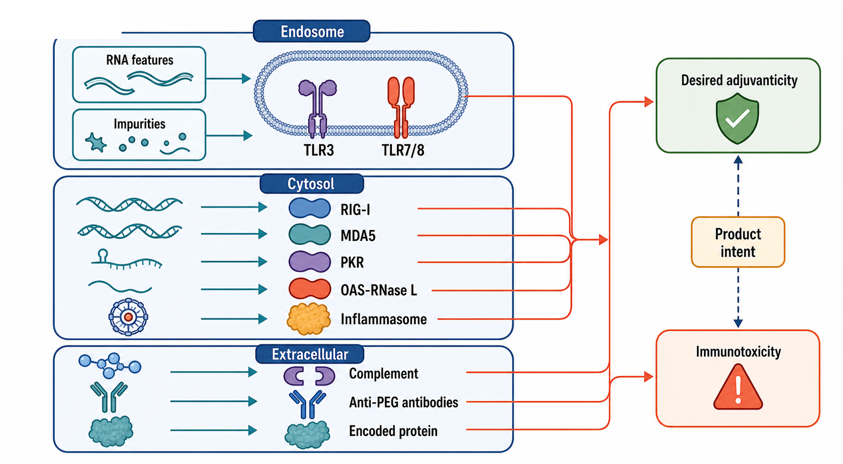 Figure 158.3. Immune Recognition Routes for Therapeutic RNA Products