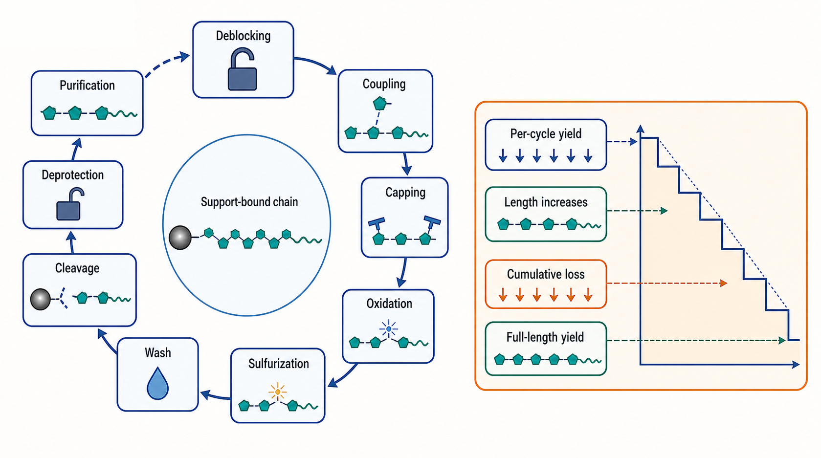 Figure 159.1. Solid-phase RNA synthesis cycle and cumulative yield logic