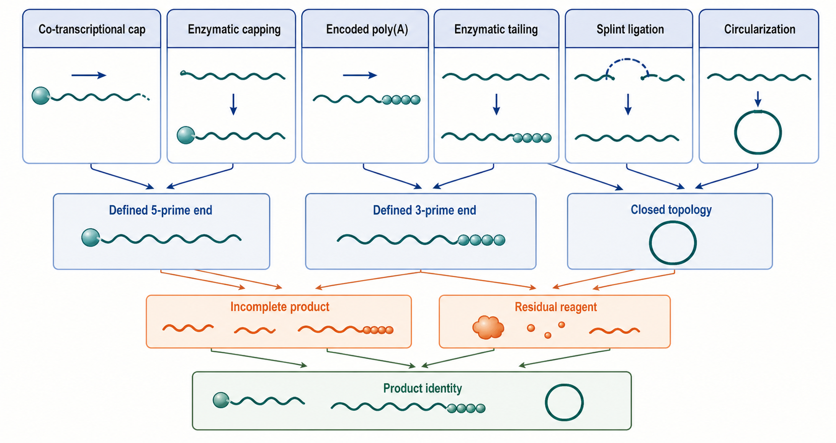 Figure 159.3. Capping, tailing, ligation, and circularization as product-defining finishing reactions