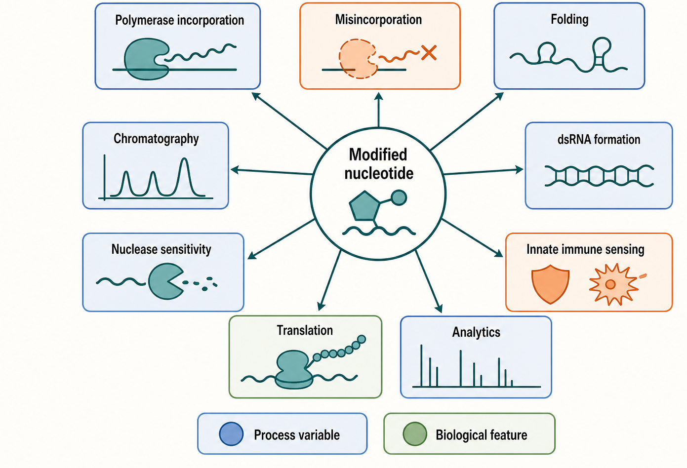 Figure 159.4. Modified nucleotide effects on process, structure, immune sensing, and analytics