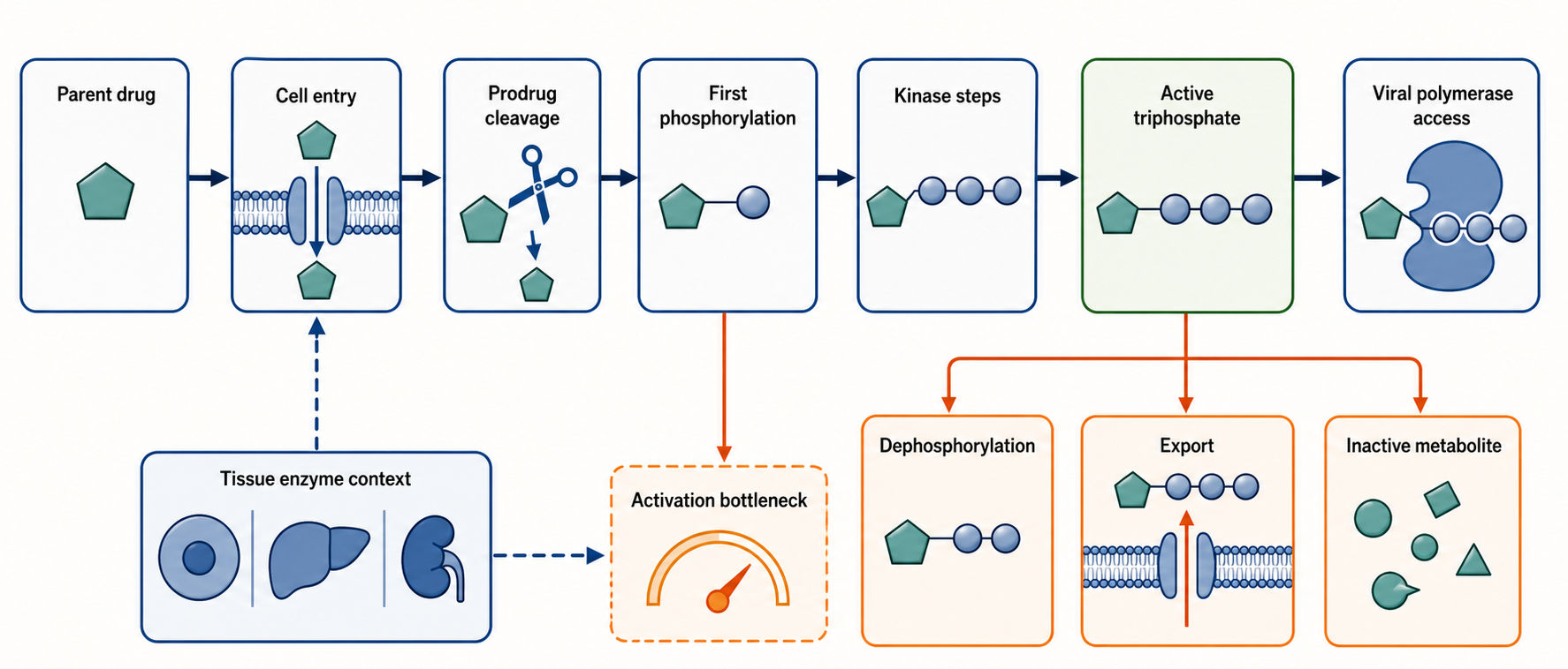 Figure 160.1. Activation path from parent drug to active triphosphate