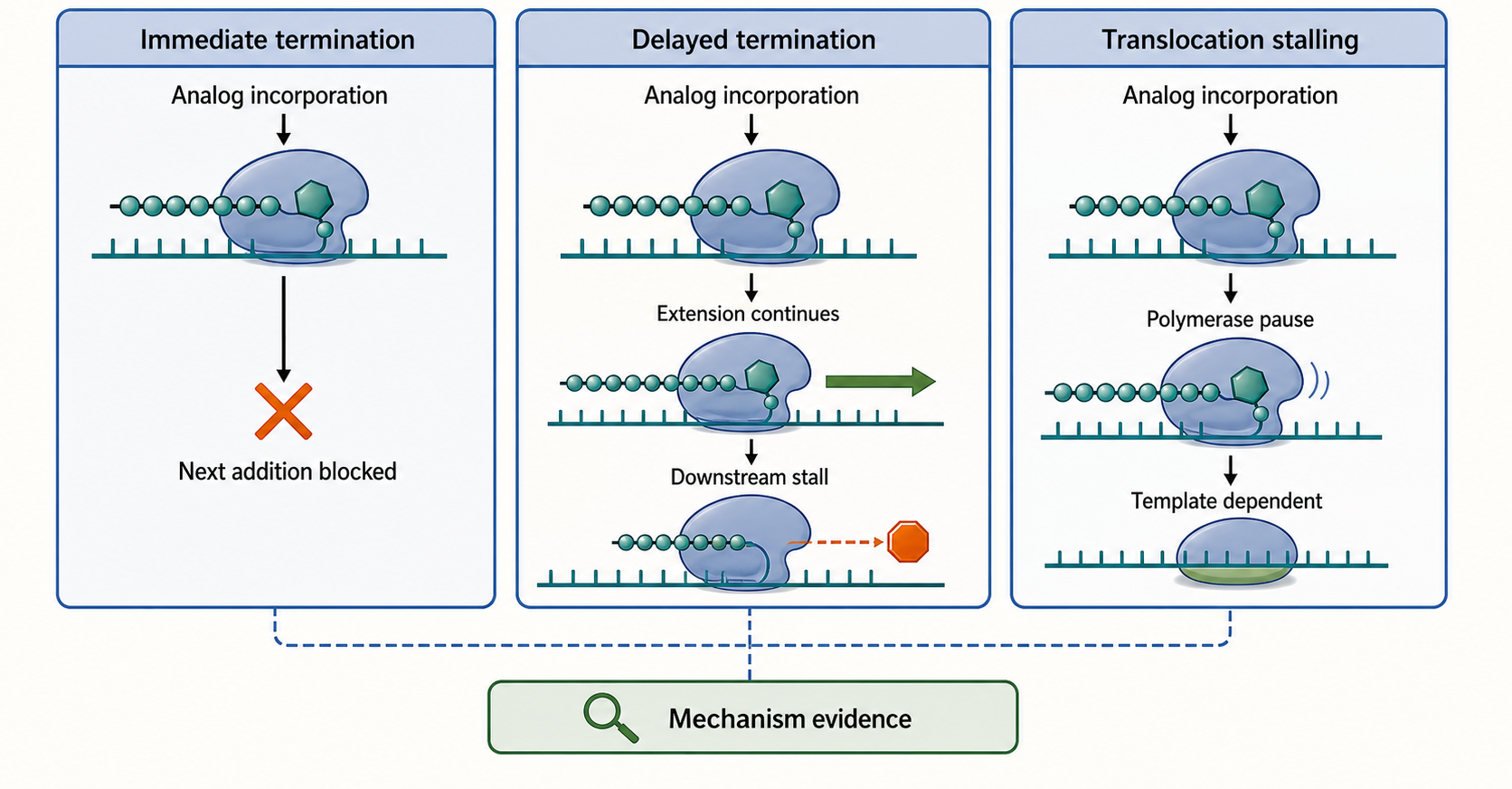Figure 160.3. Immediate termination, delayed termination, and translocation stalling