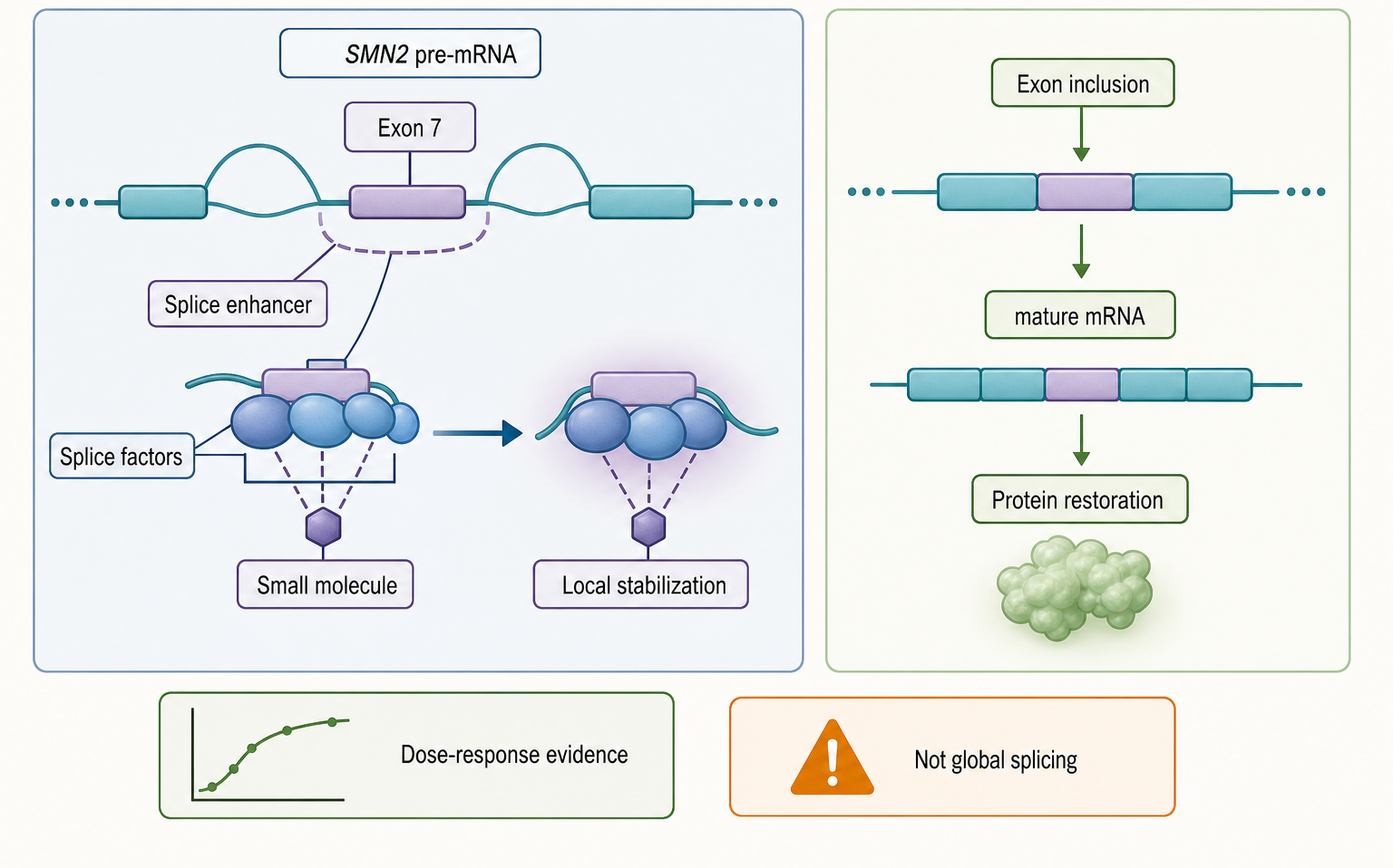 Figure 161.3. SMN2 Exon 7 Splice Correction by a Small Molecule