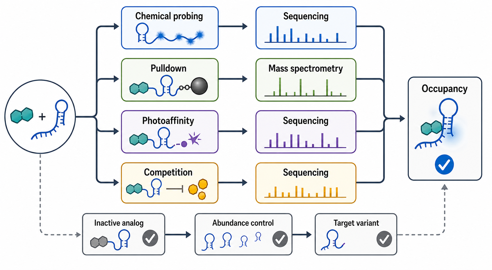Figure 162.3. Chemical biology evidence for cellular RNA target engagement