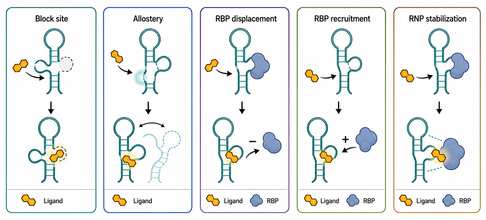 Figure 162.4. Ligand-induced RNA and RNP remodeling mechanisms