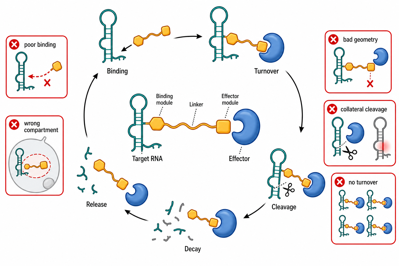 Figure 162.5. RIBOTAC-like proximity-induced RNA degradation