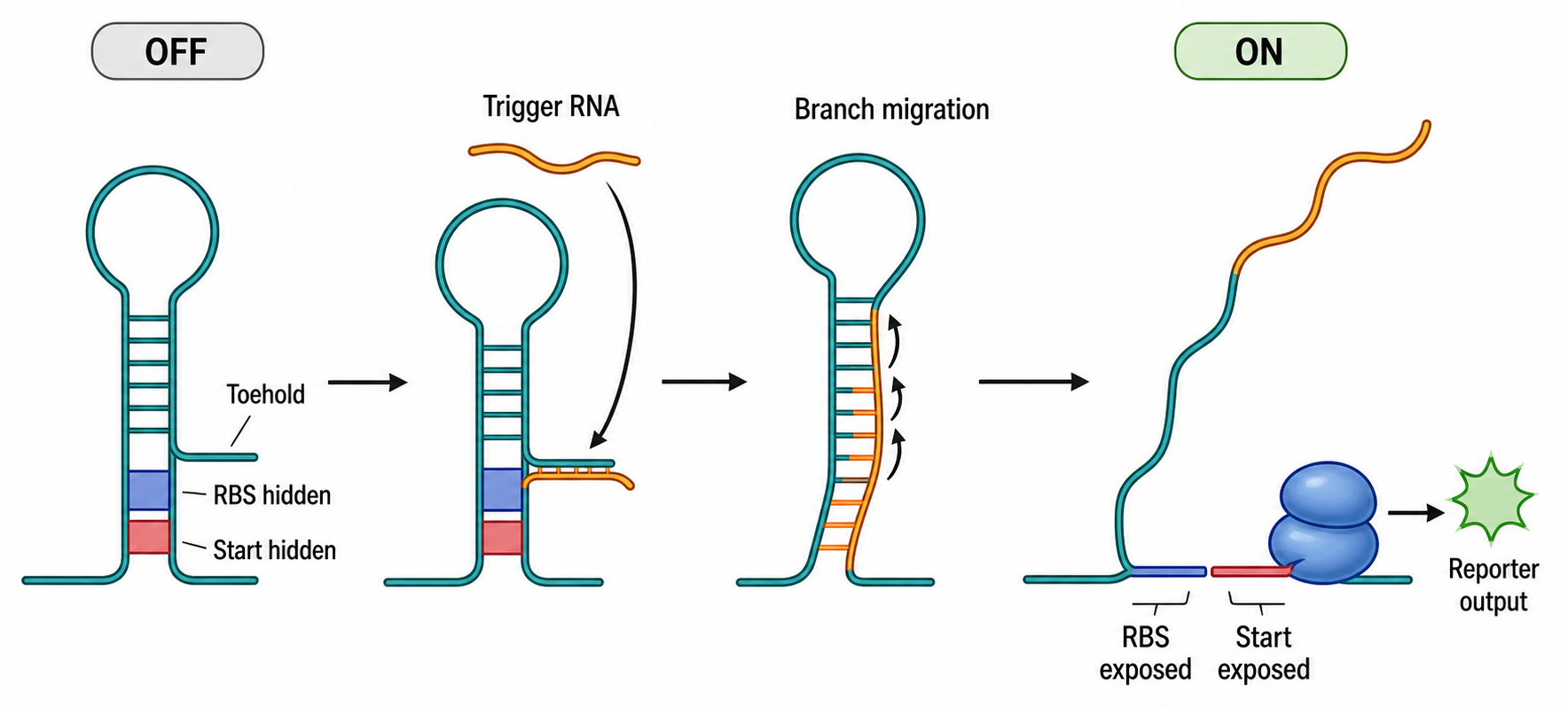 Figure 147.1. Toehold Switch Activation by RNA Strand Displacement