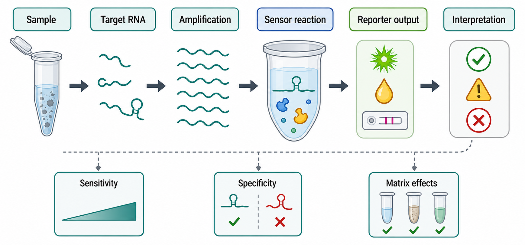 Figure 147.3. Cell-Free RNA Biosensor Workflow