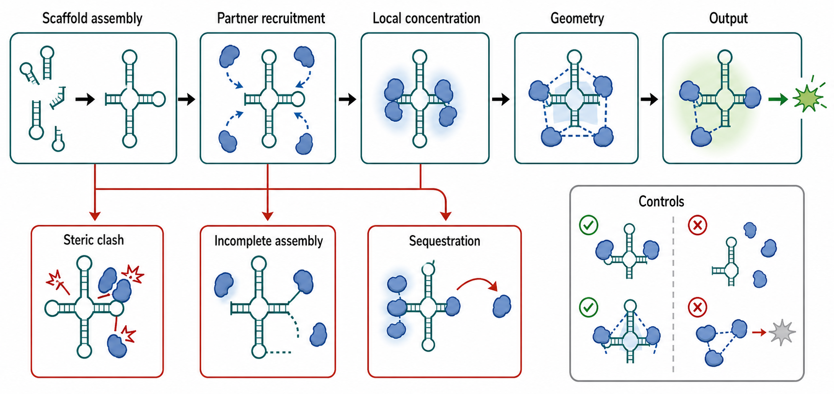 Figure 148.2. RNA Scaffold Logic from Tethering to Function