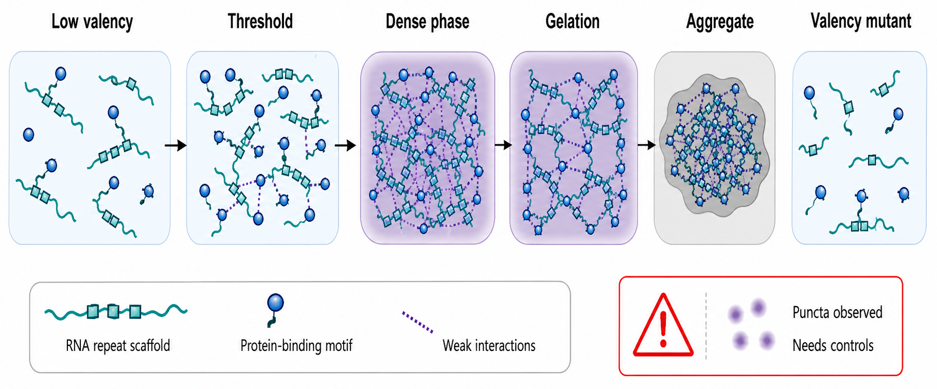 Figure 148.4. Valency-Controlled RNA Condensate Engineering