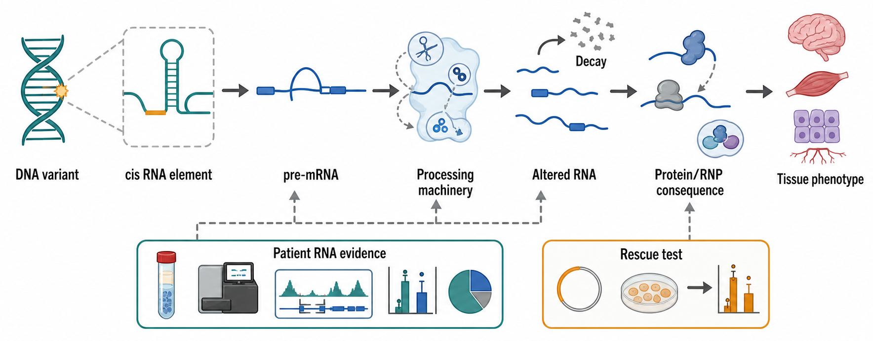 Figure 121.1. From Variant to RNA-Processing Disease