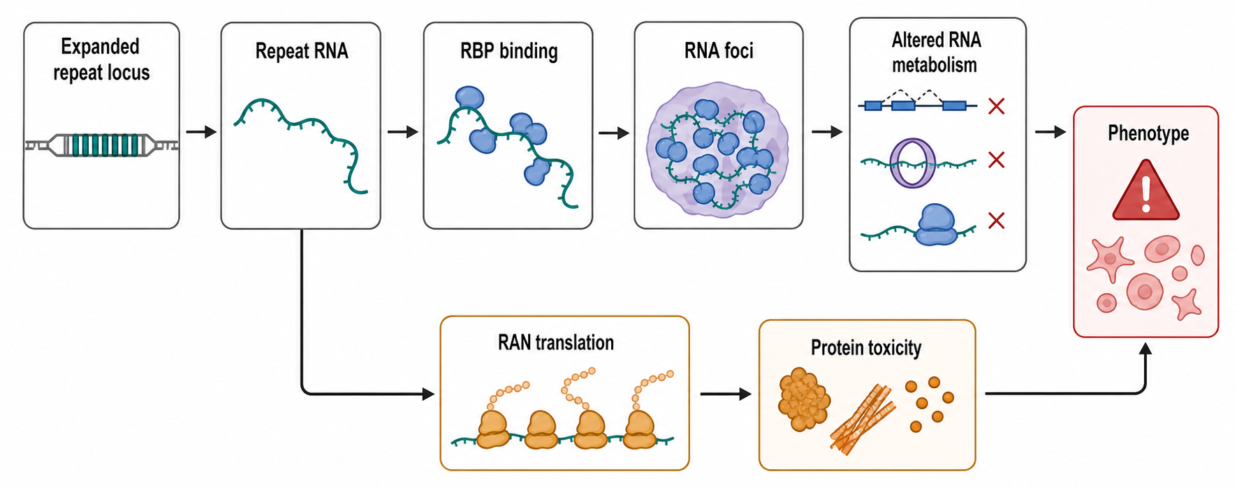 Figure 121.3. Toxic Repeat RNA and RBP Misassembly
