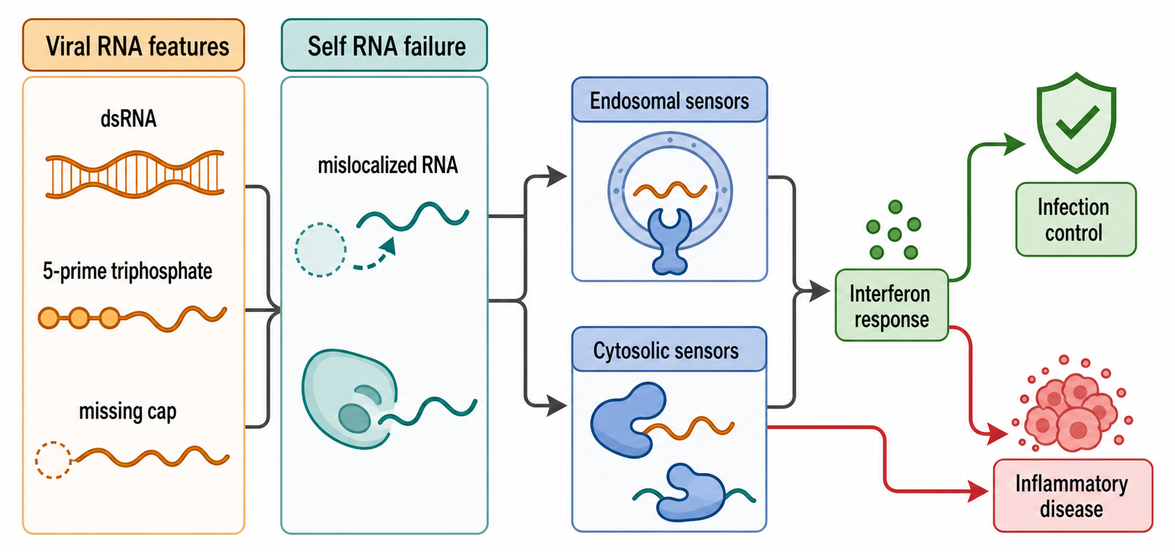Figure 121.4. Self and Nonself RNA in Infection and Inflammation