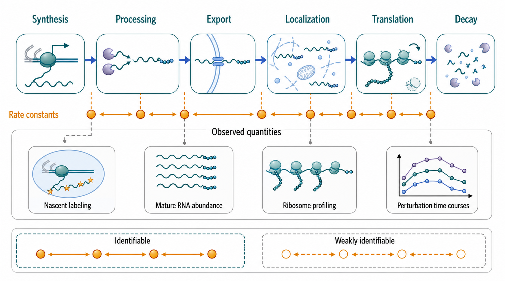 Figure 146.2. Kinetic Model of mRNA Life History