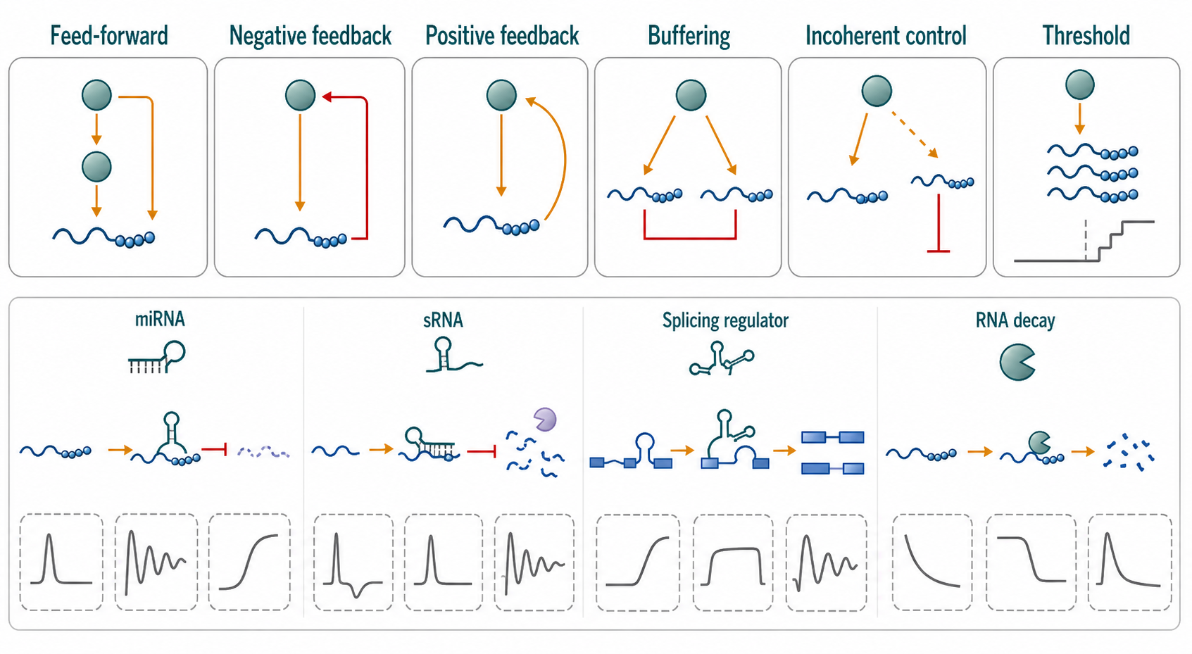 Figure 146.3. RNA-Centered Network Motifs and Dynamic Behaviors