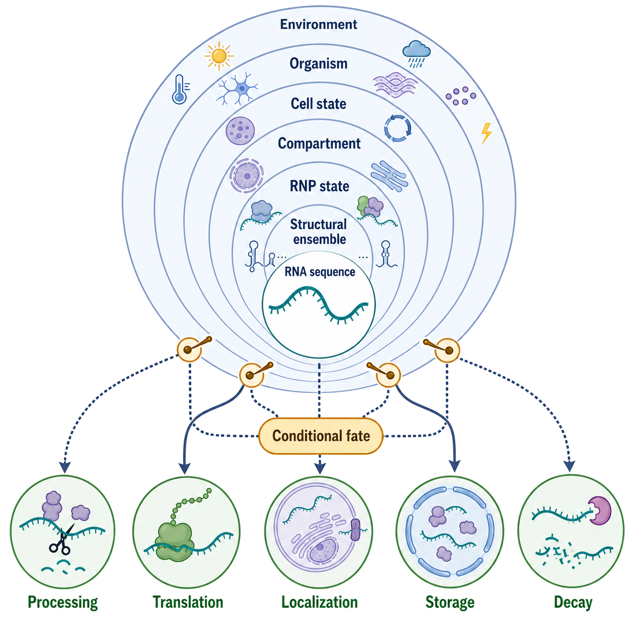 Figure 165.9. Conditional RNA Fate Across Biological Scales