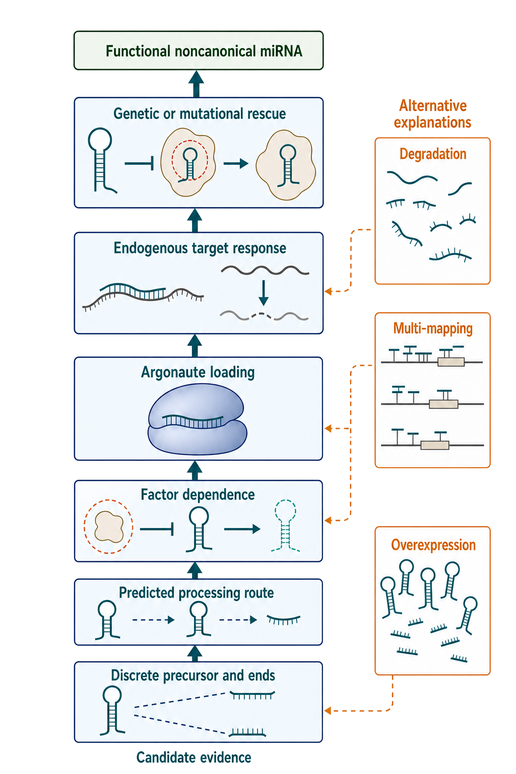 Figure 86.1. Evidence ladder for classifying a functional noncanonical miRNA