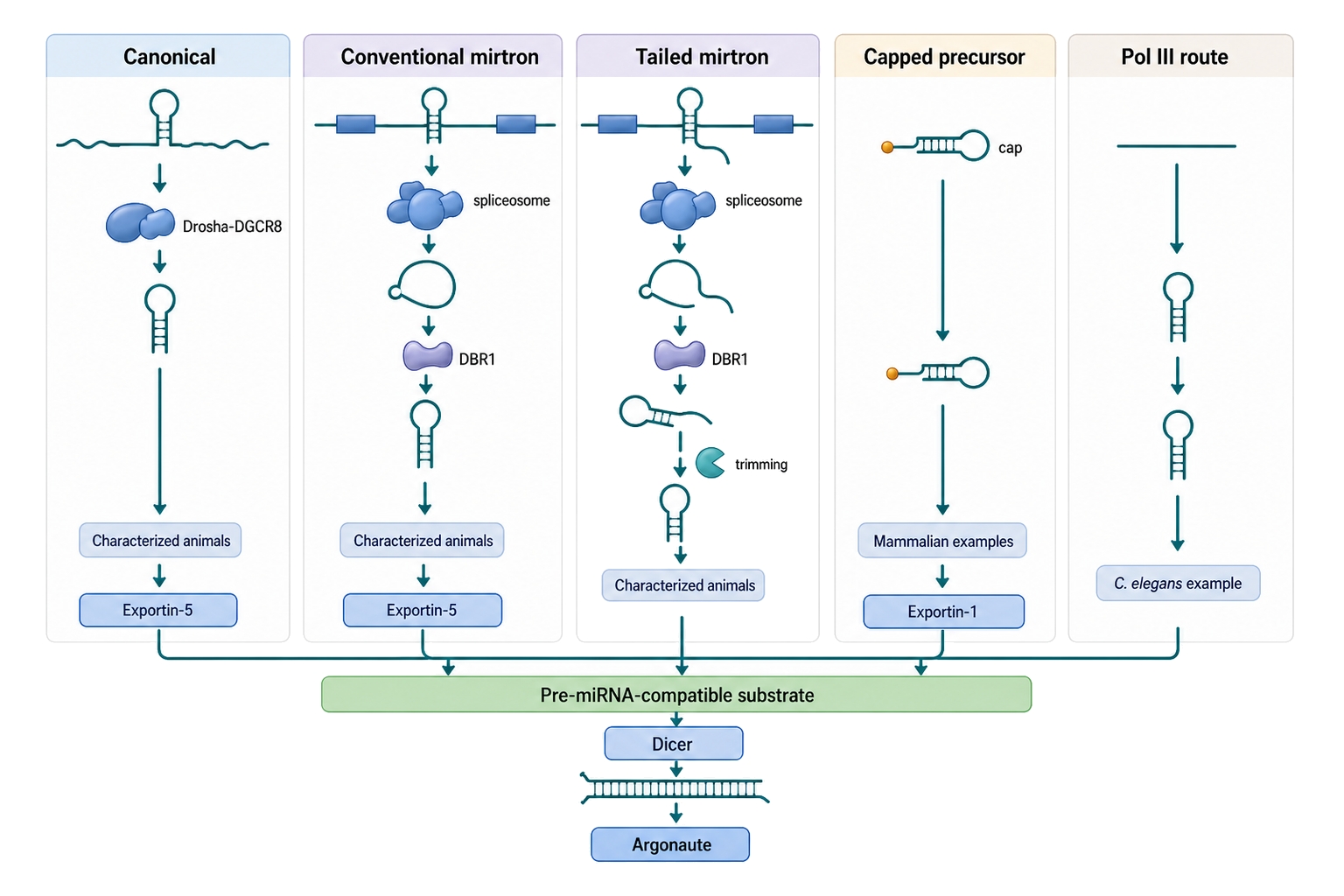Figure 86.2. Multiple routes to a pre-miRNA-compatible substrate