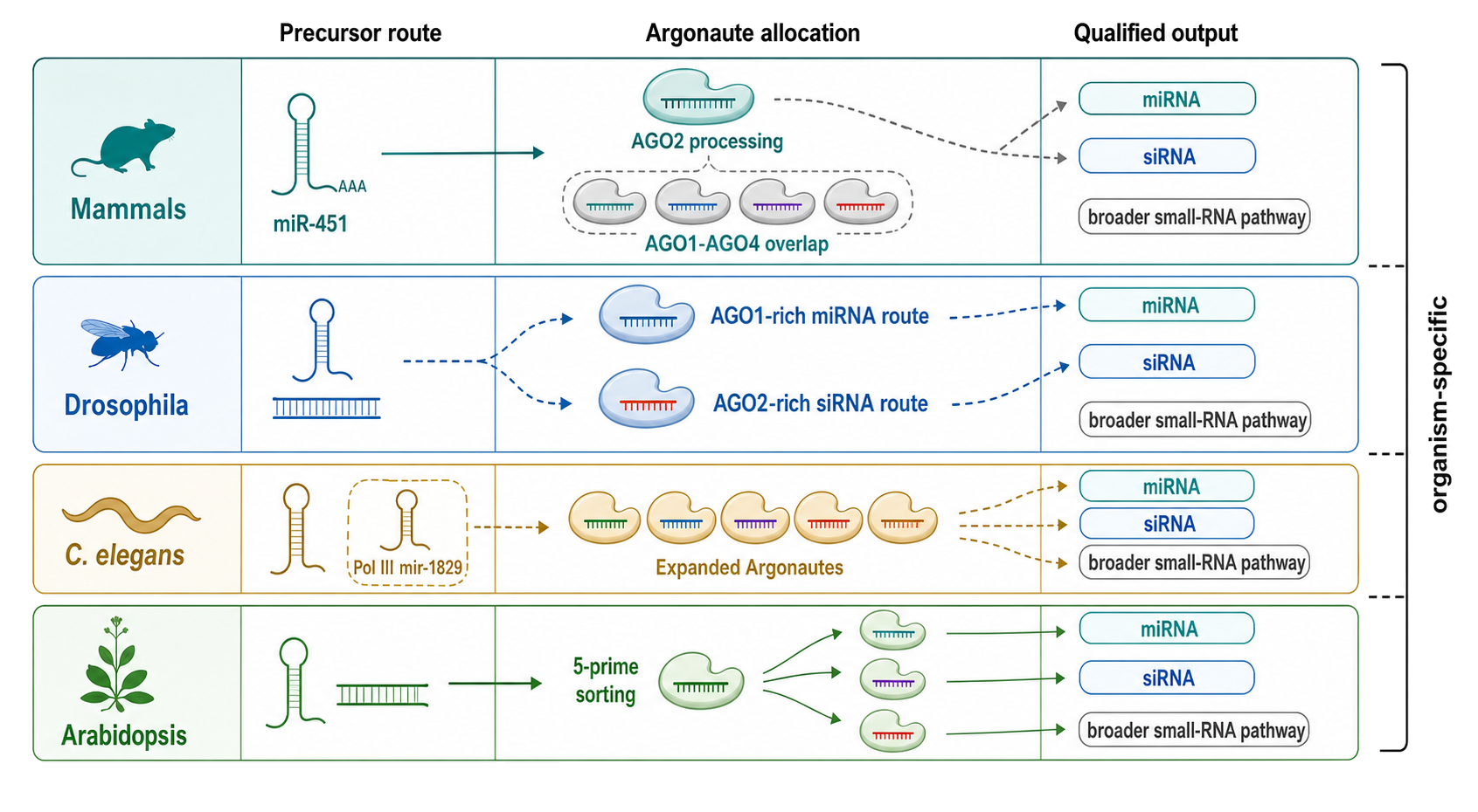 Figure 86.4. Organism-qualified solutions to noncanonical biogenesis and guide sorting