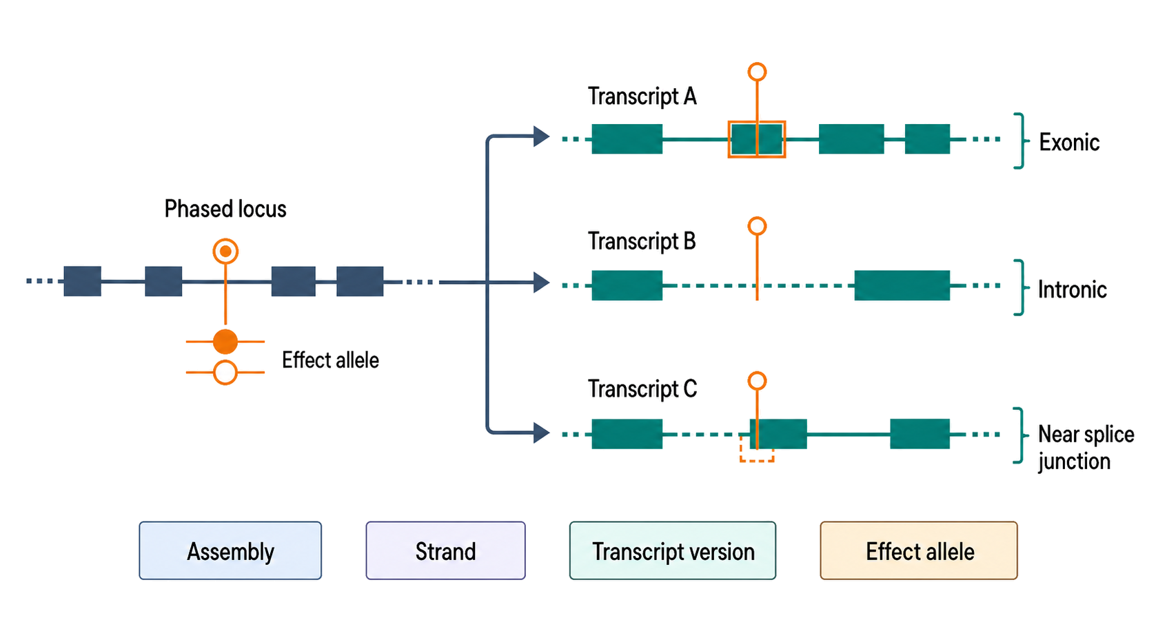 Figure 145.1. One DNA allele, multiple transcript-coordinate consequences