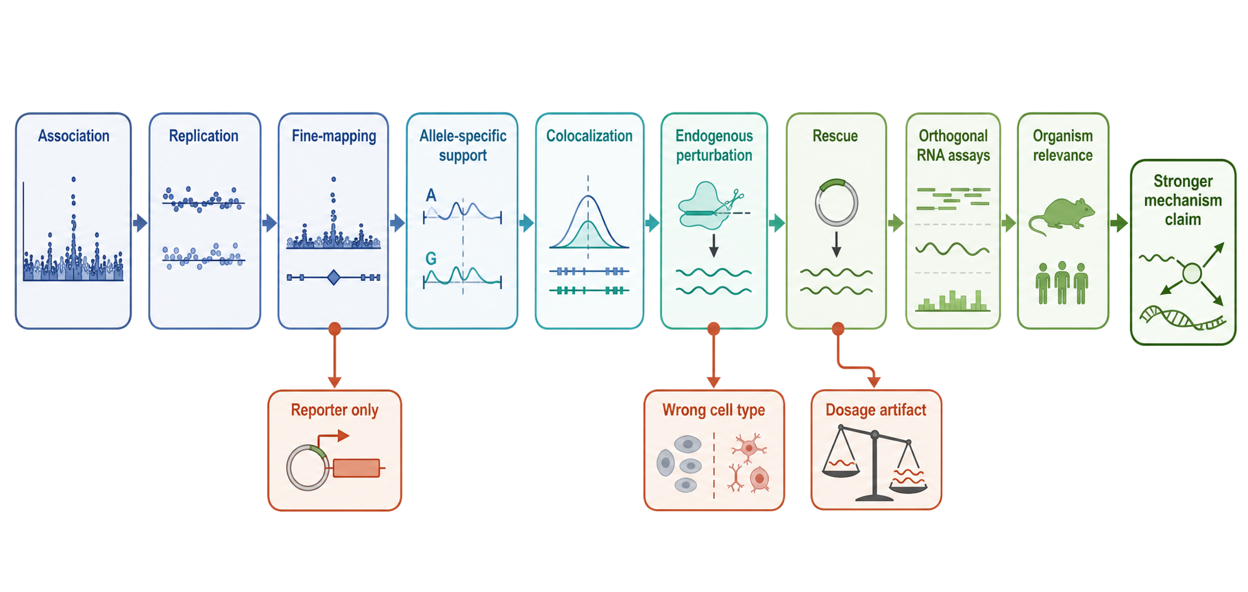 Figure 145.7. Evidence ladder from statistical locus to RNA mechanism