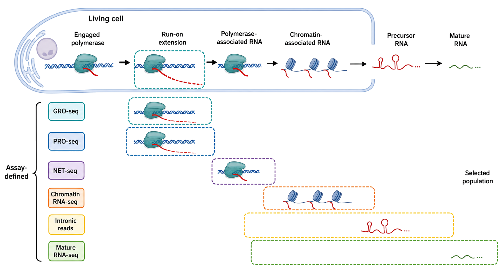 Figure 129.1. What nascent-RNA assays physically measure