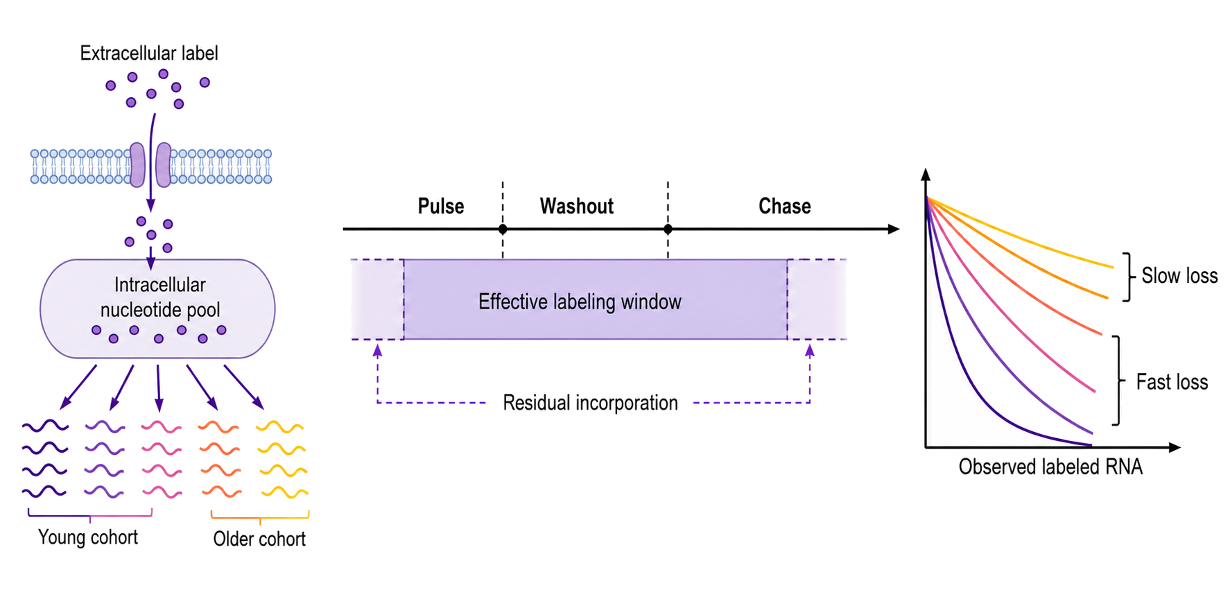 Figure 129.2. Formation and disappearance of a pulse-labeled RNA cohort