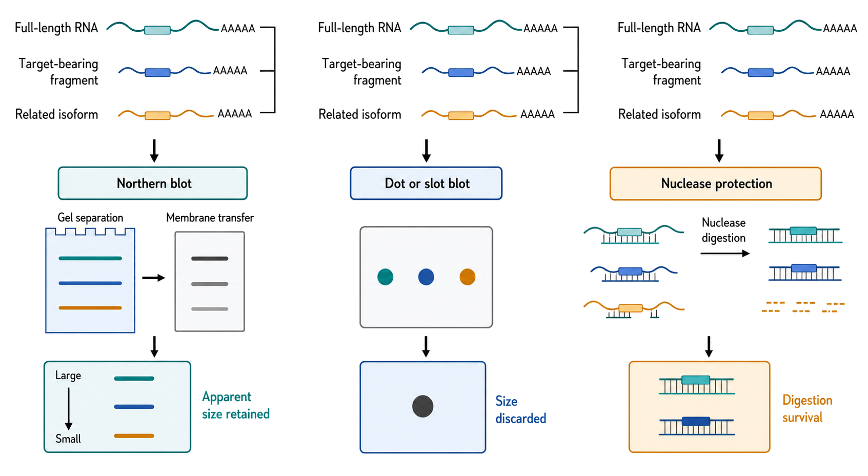 Figure 123.2. What blotting and nuclease protection retain or discard