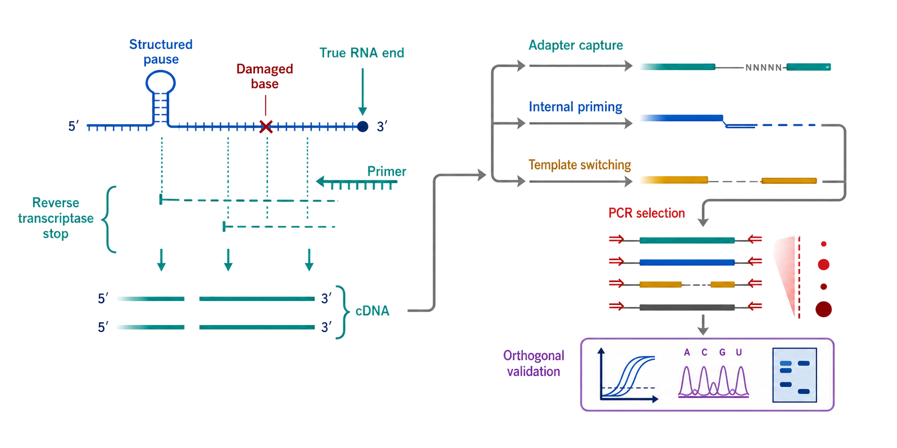 Figure 123.3. Selection chain in primer extension and RACE