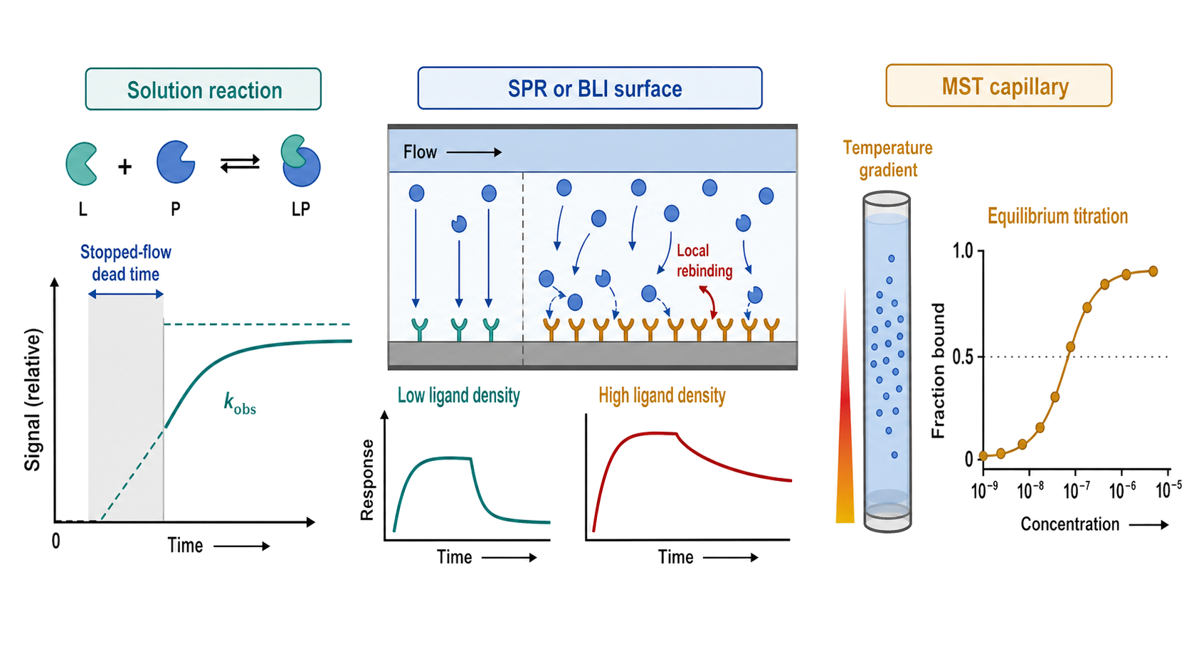 Figure 124.4. Solution kinetics and surface sensorgrams