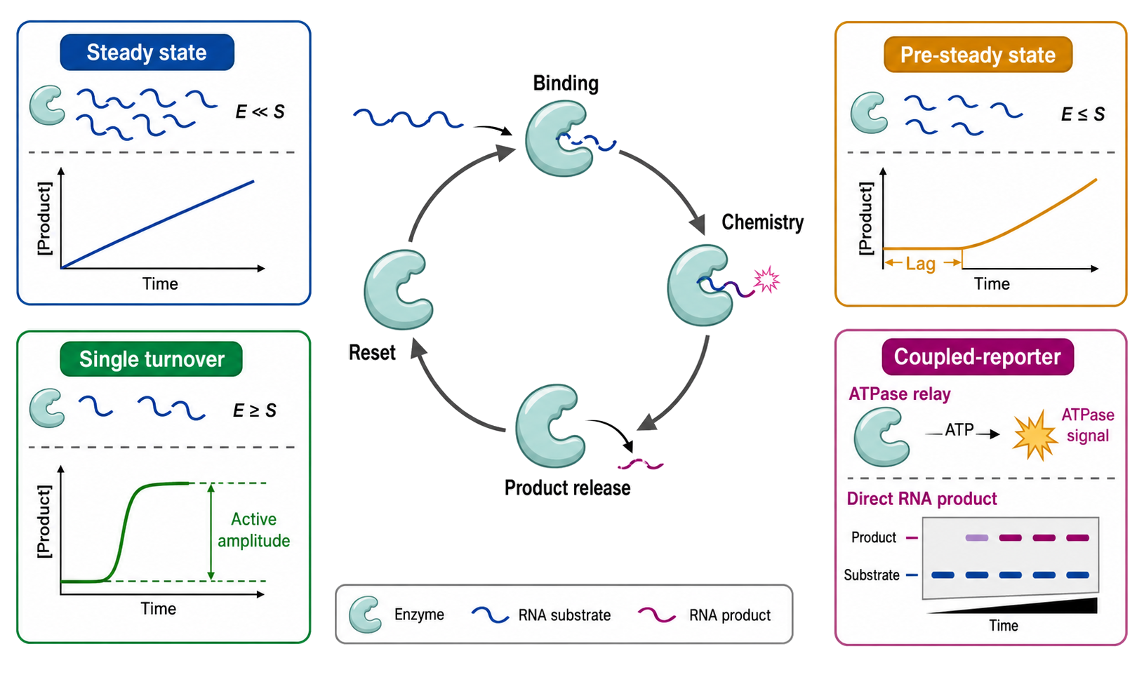 Figure 124.5. Kinetic regimes reveal different portions of an RNA-enzyme cycle
