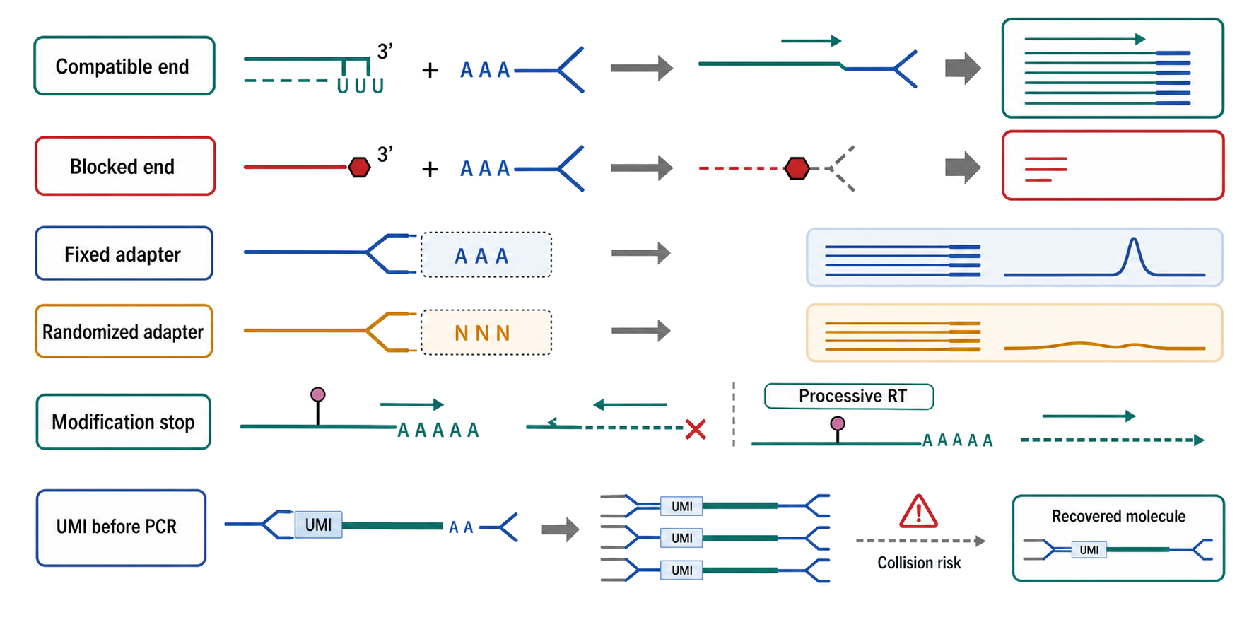Figure 126.2. Adapter, end, and reverse-transcription bias mechanisms