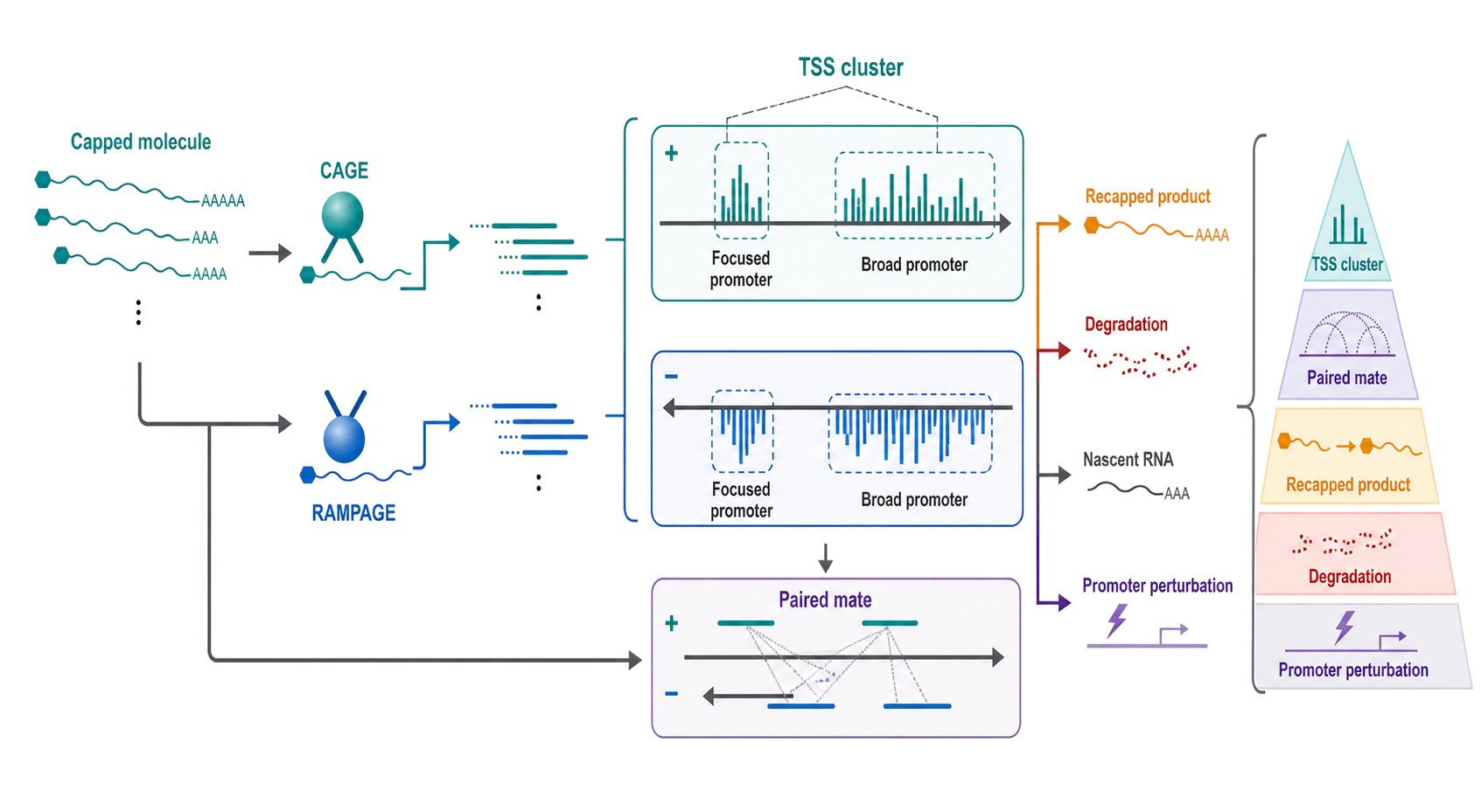 Figure 127.2. From capped molecules to TSS clusters