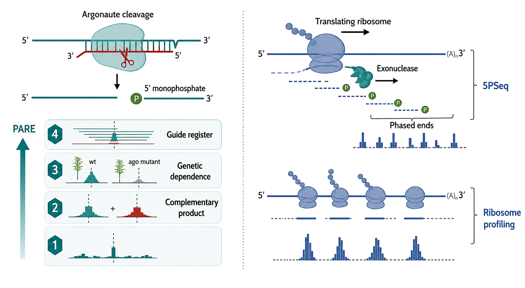 Figure 127.5. Cleavage evidence ladder for PARE and 5PSeq