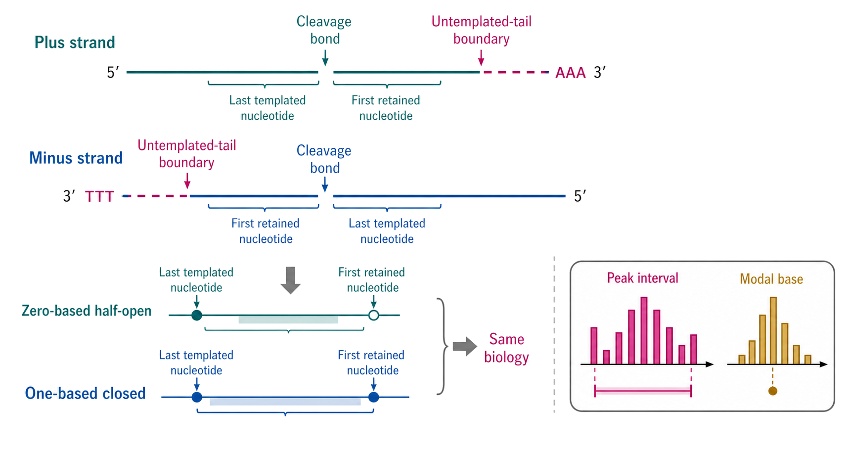 Figure 127.6. Coordinate conventions on both genomic strands