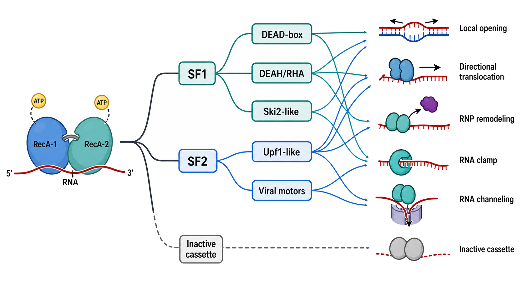 Figure 55.1. One conserved engine supports several RNA-remodeling modes
