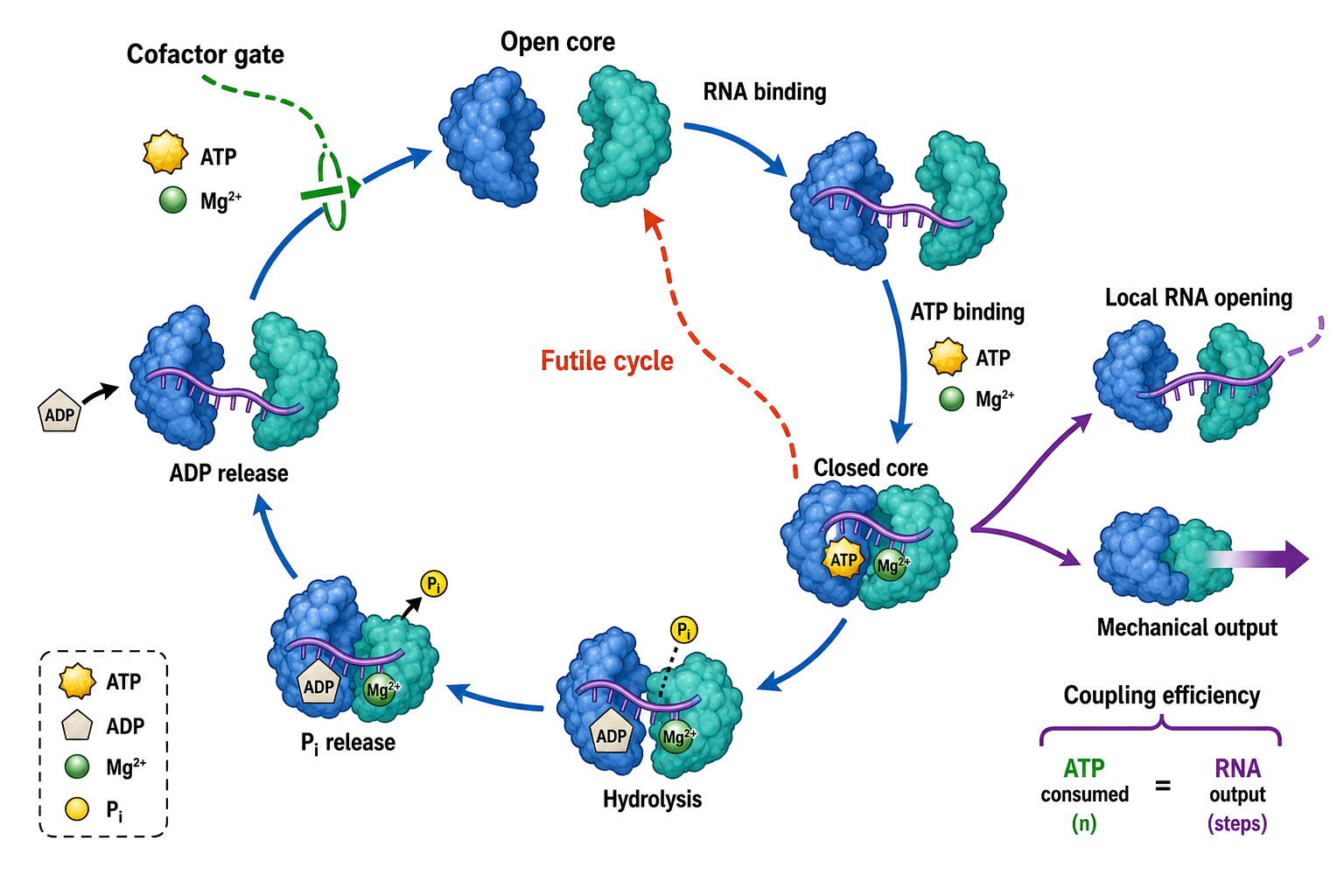 Figure 55.2. Ligand-linked ATPase cycle and mechanochemical branch points
