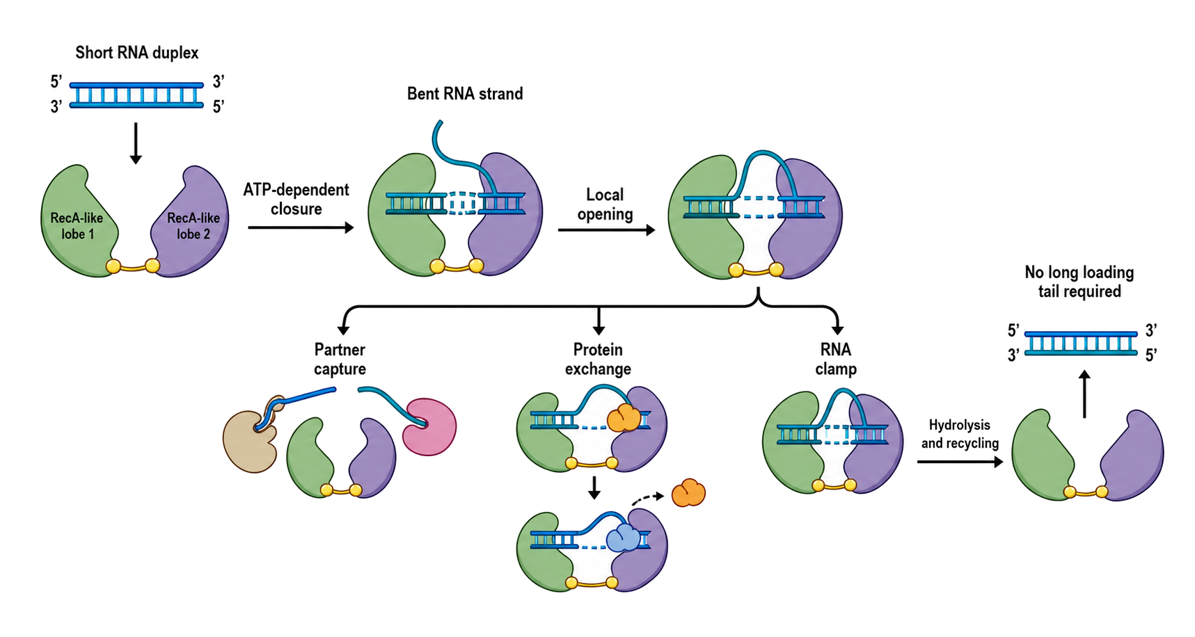 Figure 55.3. DEAD-box local opening, protein exchange, and clamping