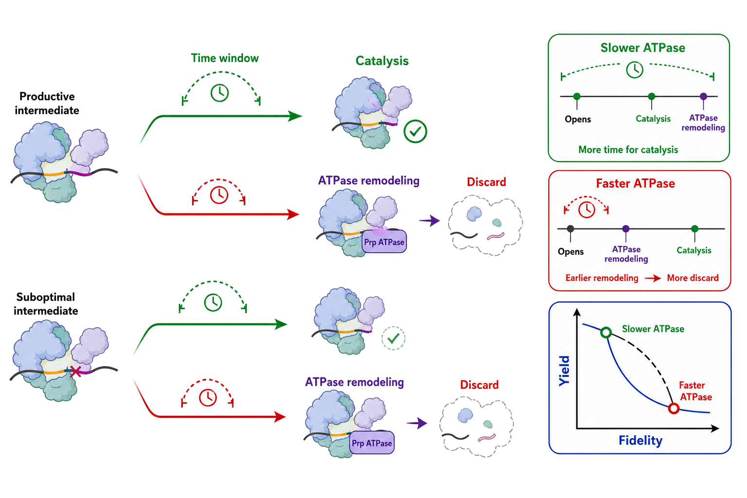 Figure 55.4. Spliceosomal proofreading as competition among rates
