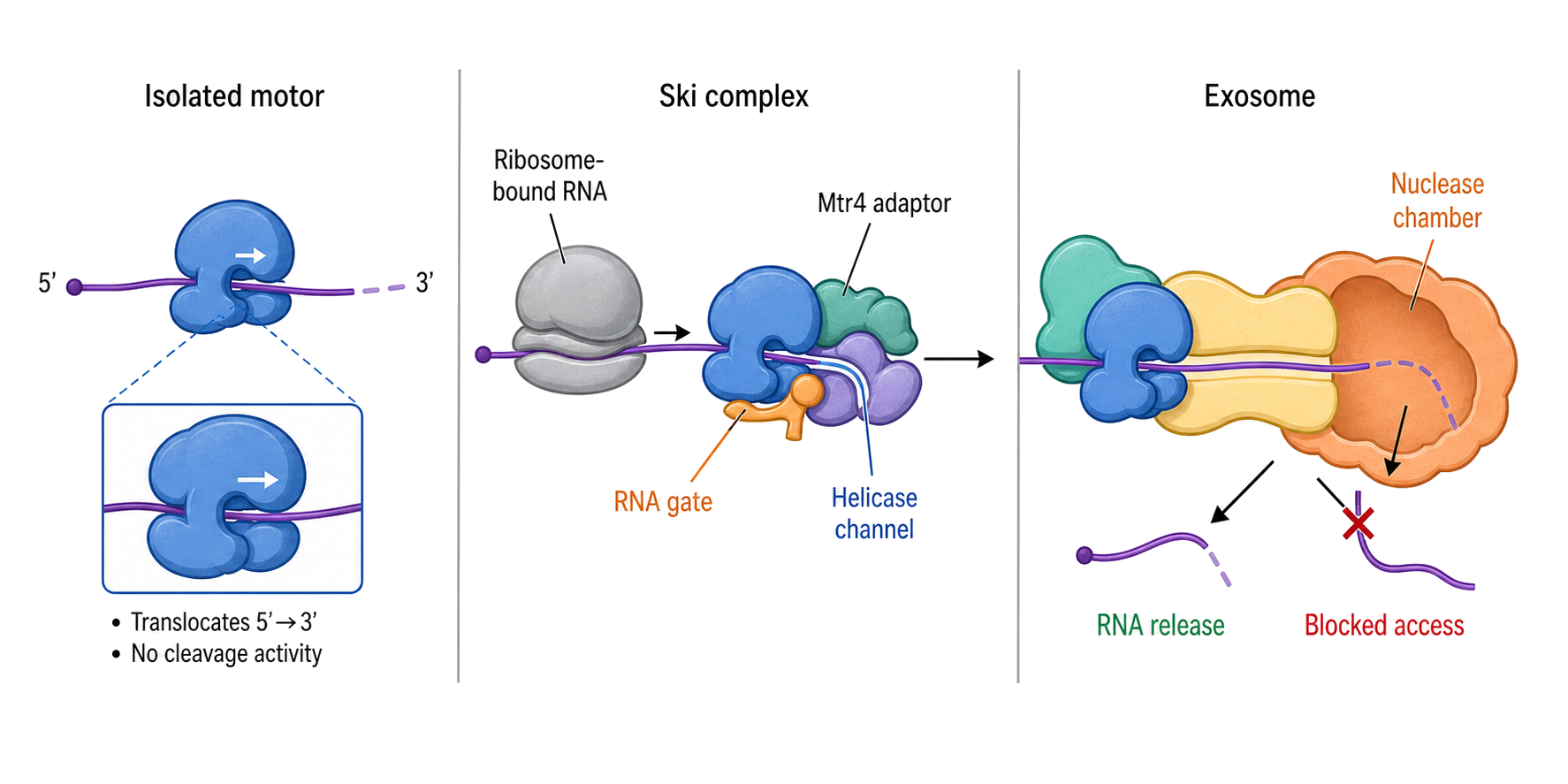 Figure 55.5. Free helicase action versus RNA channeling to the exosome