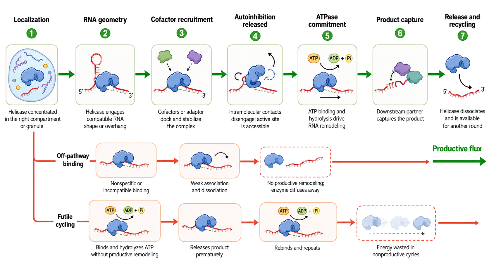 Figure 55.6. Distributed specificity gates a productive helicase encounter