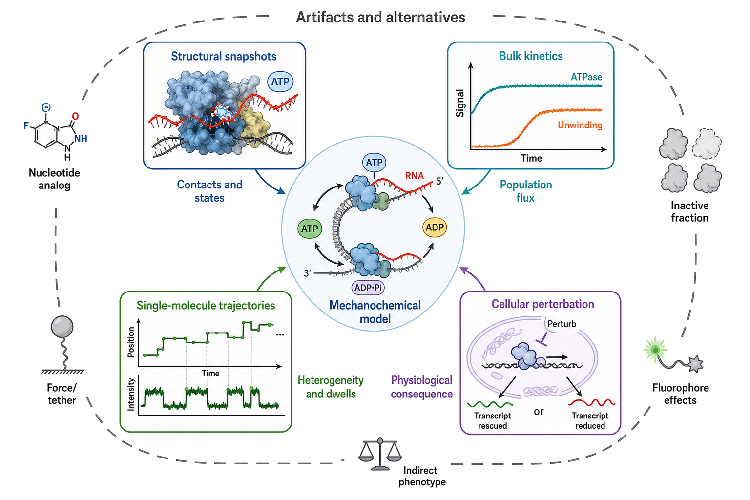 Figure 55.7. Evidence triangulation across structures, bulk kinetics, and single molecules