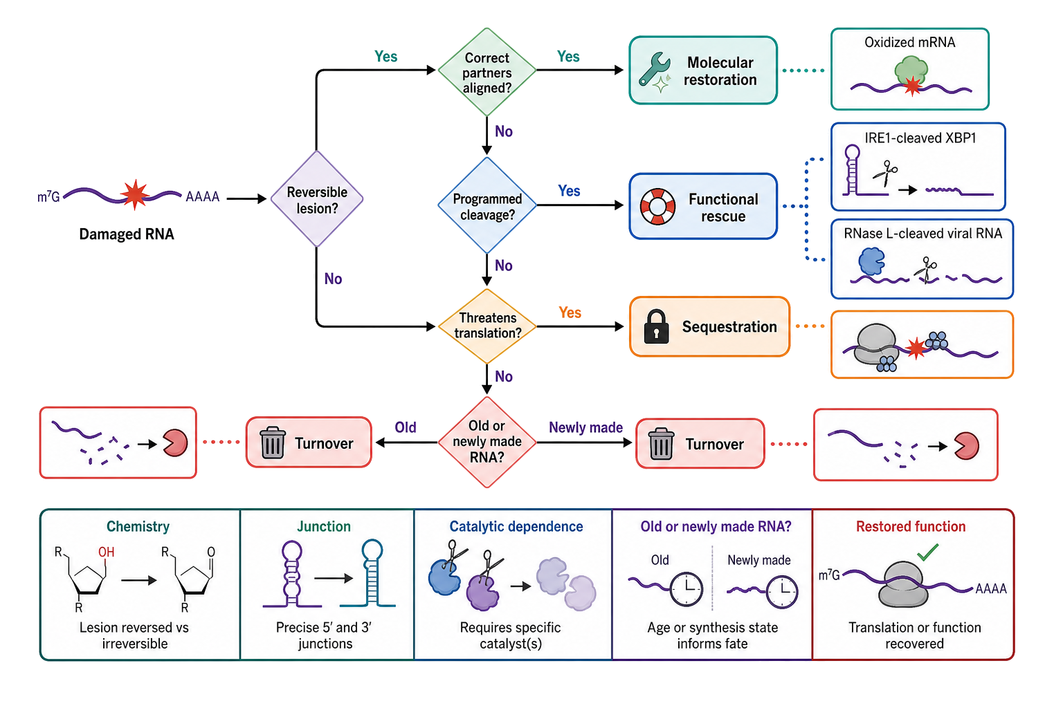 Figure 33.2. Repair, functional rescue, or turnover: a context-dependent routing map
