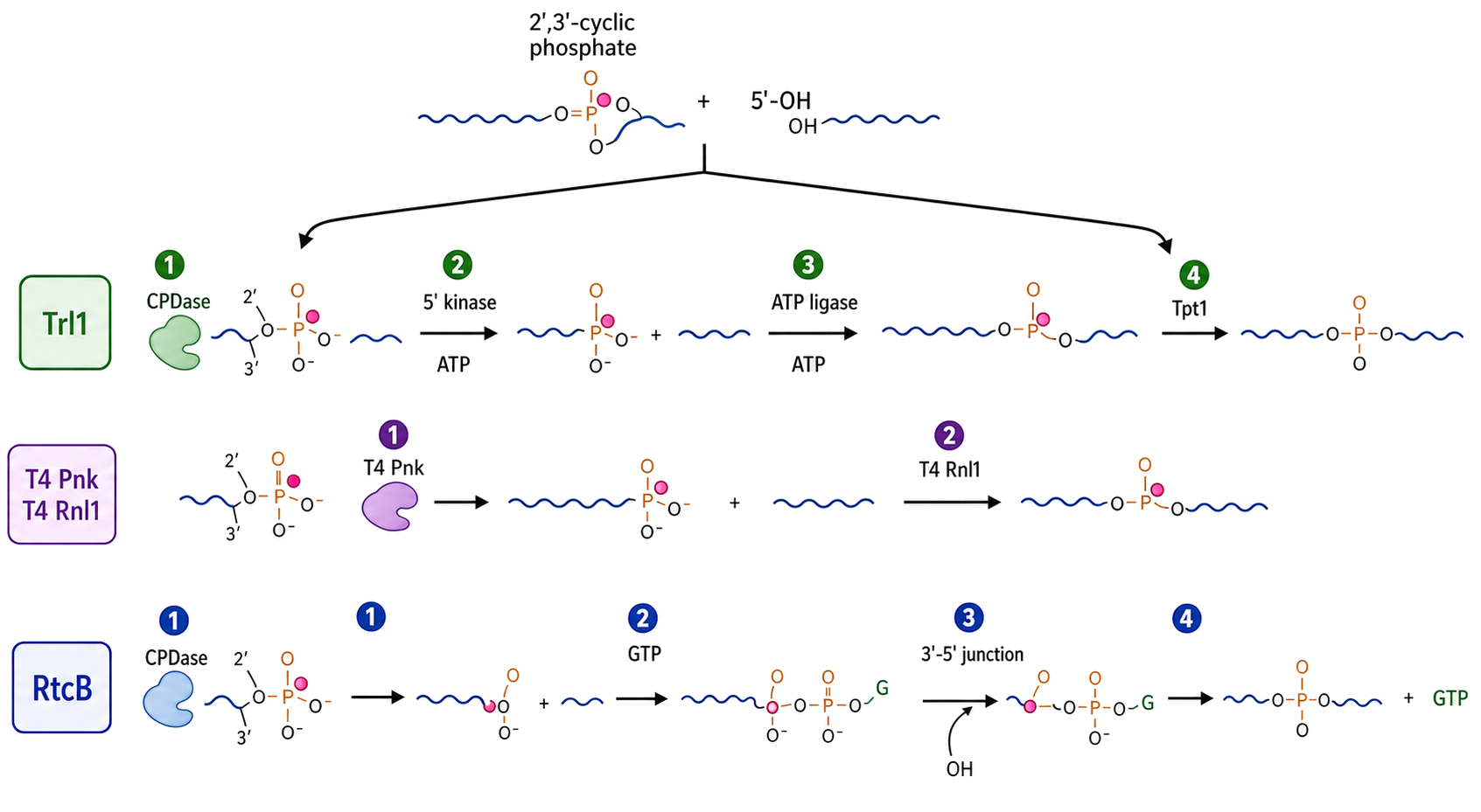Figure 33.3. Three routes from a cyclic-phosphate/5'-hydroxyl break