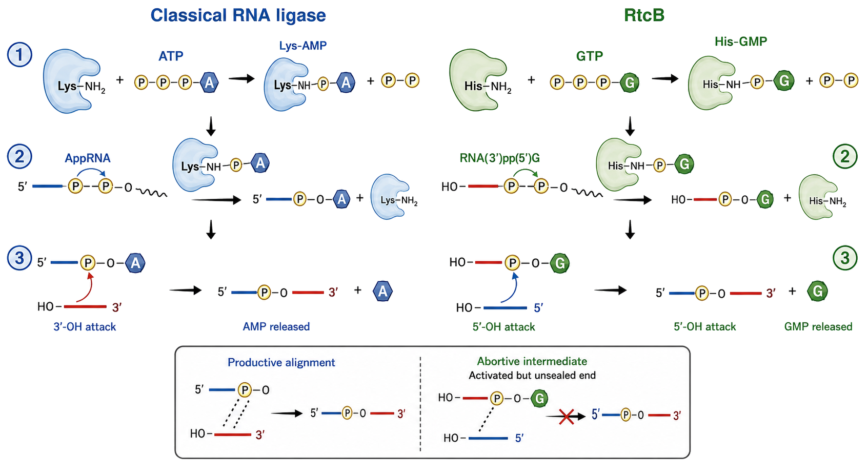 Figure 33.4. Opposite activation polarities in classical RNA ligases and RtcB