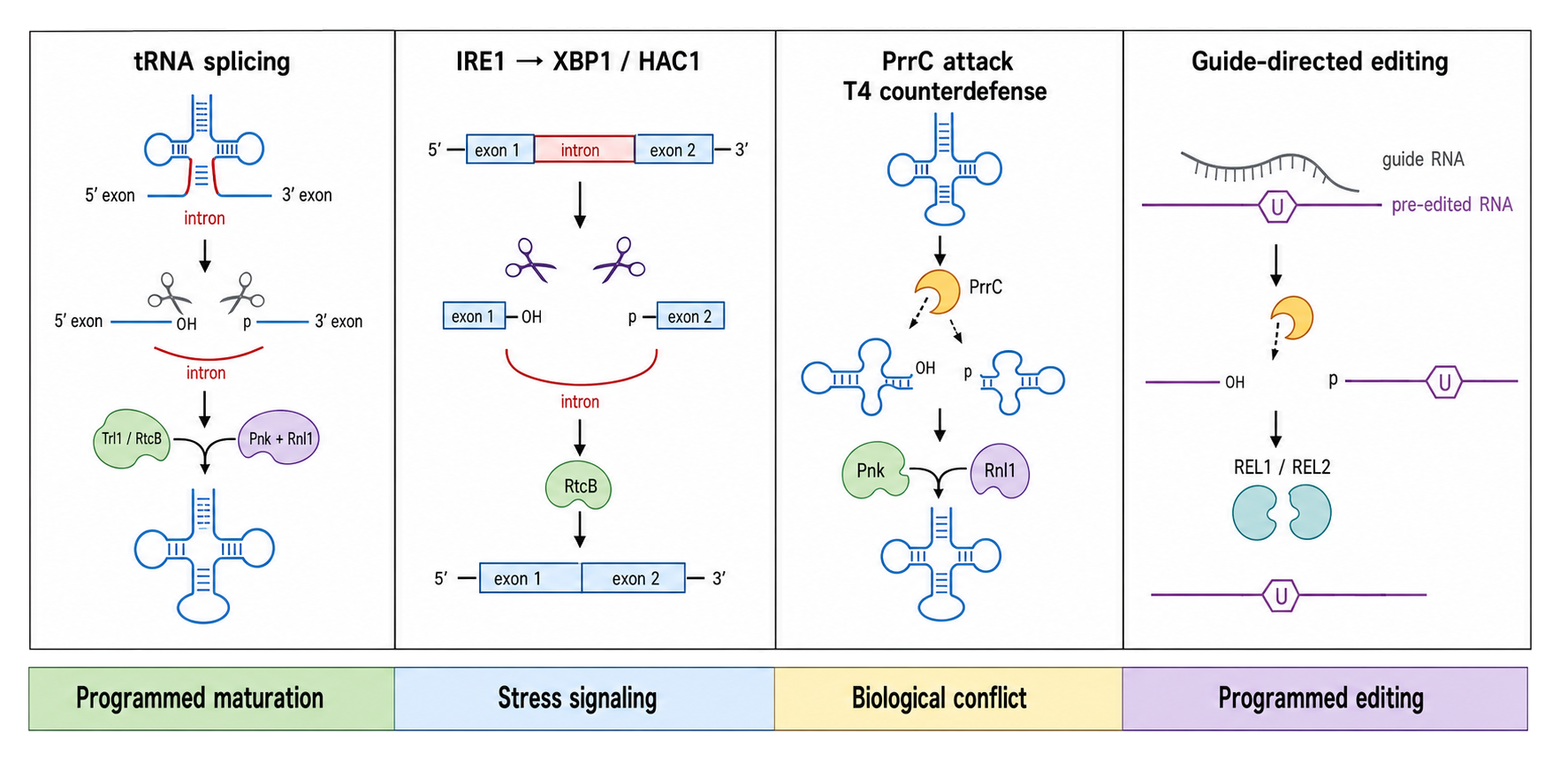 Figure 33.5. Reuse of end-joining chemistry across processing, stress, conflict, and editing