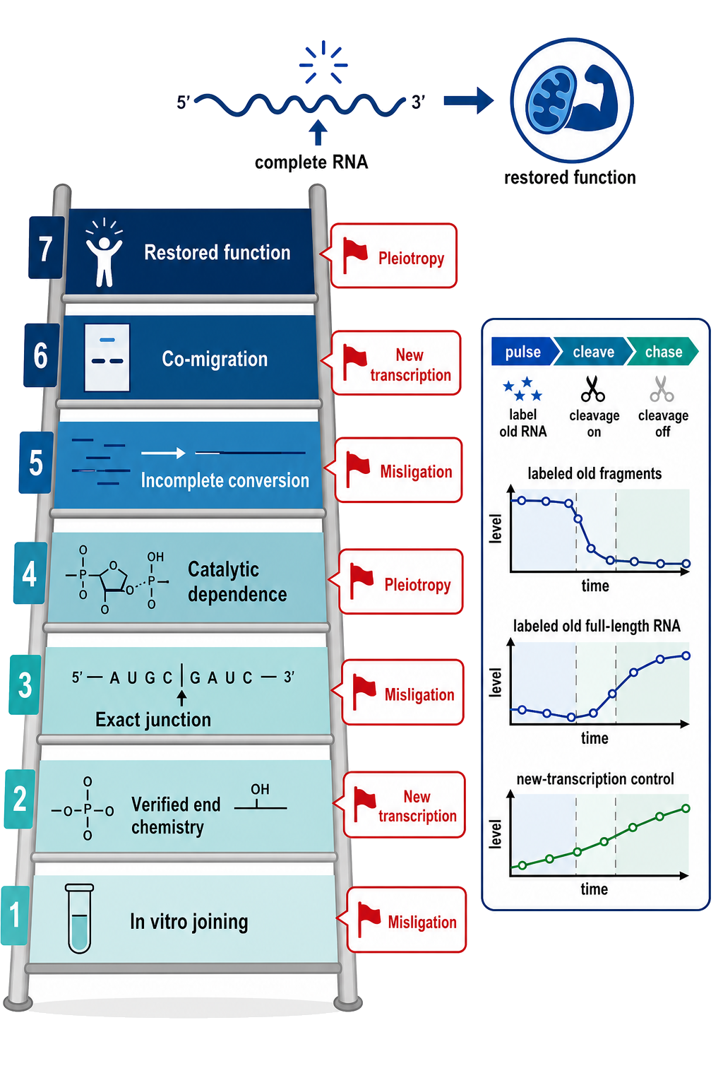 Figure 33.6. Evidence ladder for a cellular RNA-repair claim