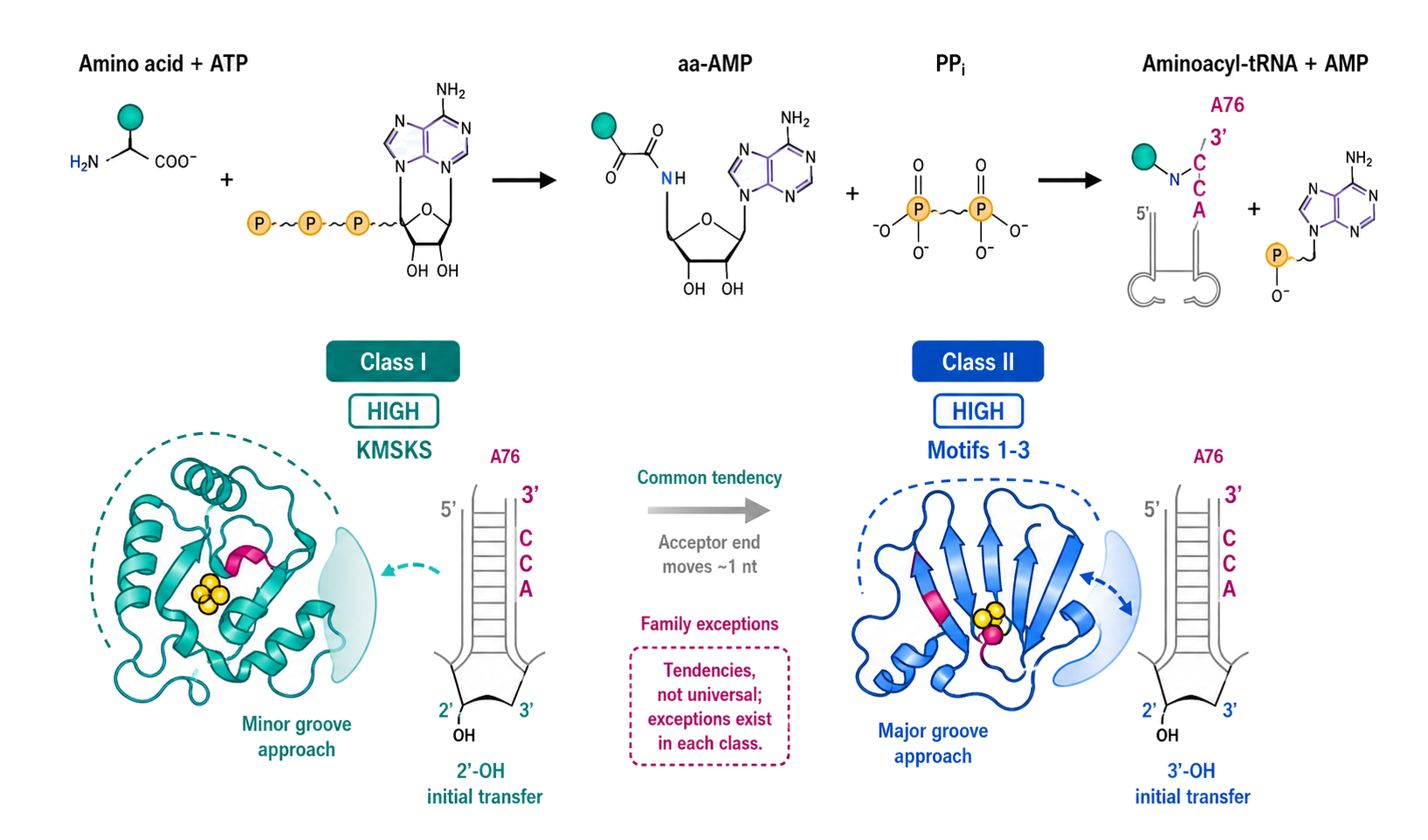 Figure 40.1. One reaction, two ancient catalytic architectures