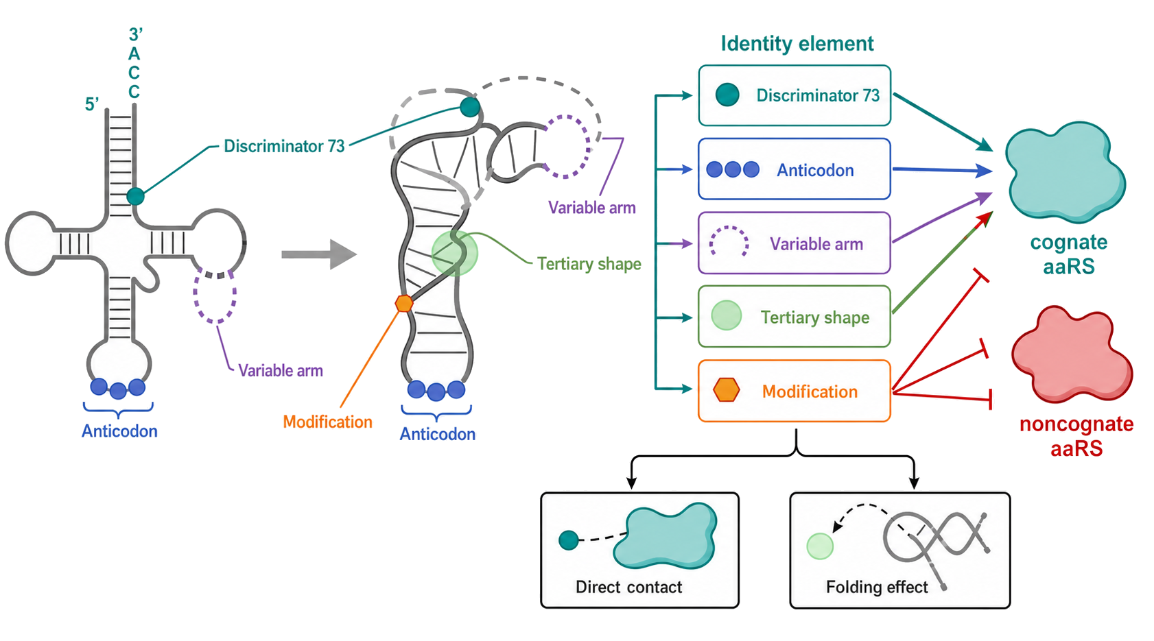 Figure 40.2. tRNA identity is a distributed energetic network