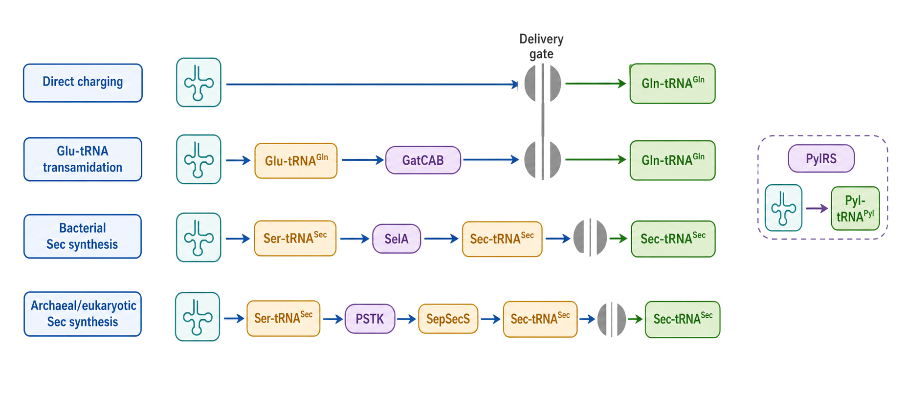 Figure 40.4. Direct and indirect paths to translation-ready aminoacyl-tRNA
